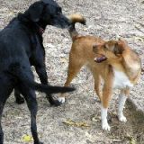2013_lix und flicka